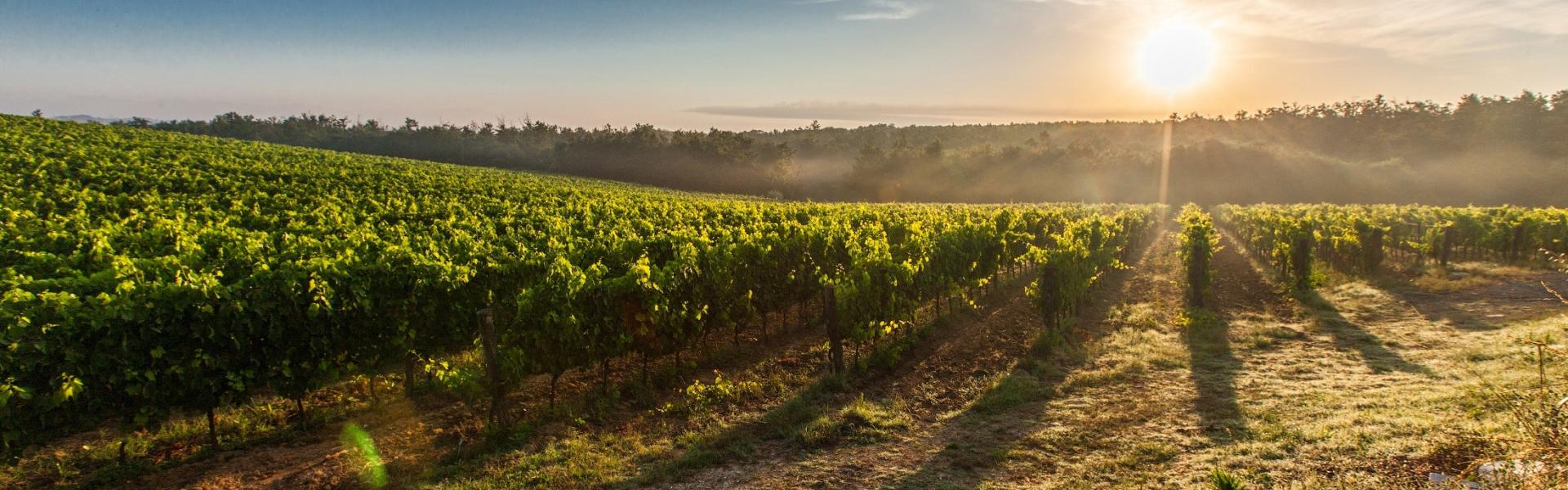 hunter valley private wine tours for 2